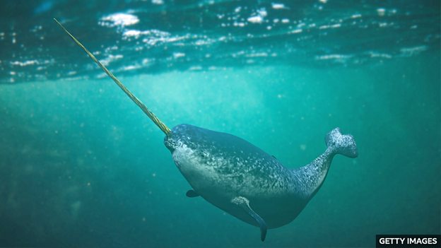 Narwhal population affected by underwater noise pollution 