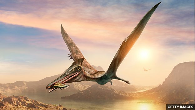 Pterosaur new species of flying reptile discovered in Scotland 