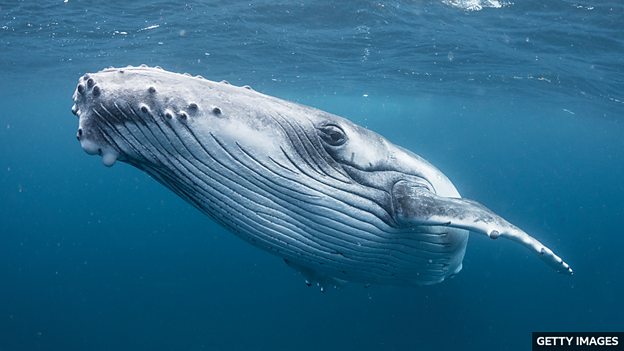 Whale song mystery solved by scientists 