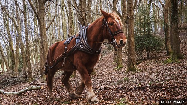 30Horses replace machines in Welsh forest 