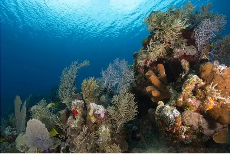 Coral Cultures 